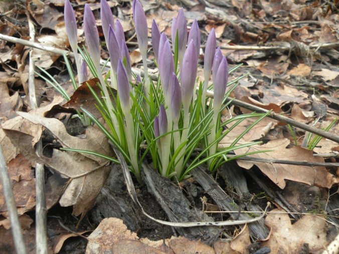 Krokusar bland höstlöv