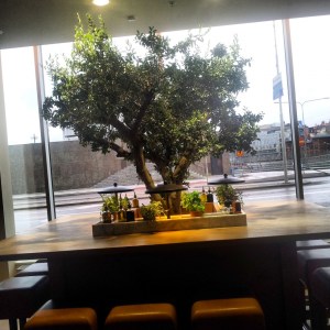 Olivträdet. Så vackert!