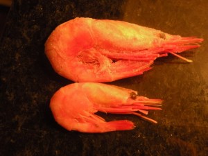 Räkor av olika storlek