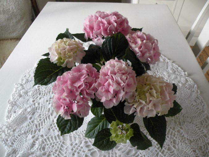 En vacker hortensia