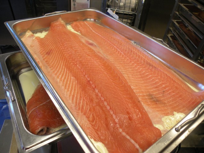 Salmo Salar o skolan dagen efter öringpremiären