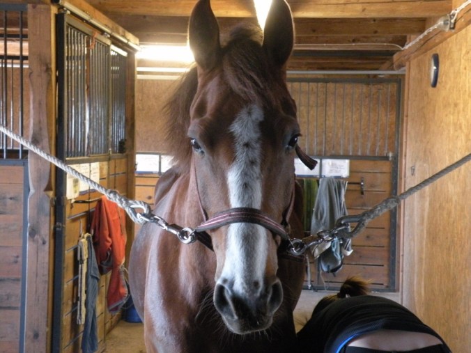 Hovkratsning pågår på den fine, söte, snälle Lukas!