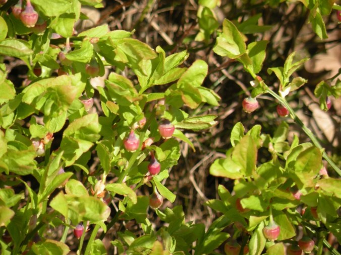 Blåbärsblom. Så vackert! 