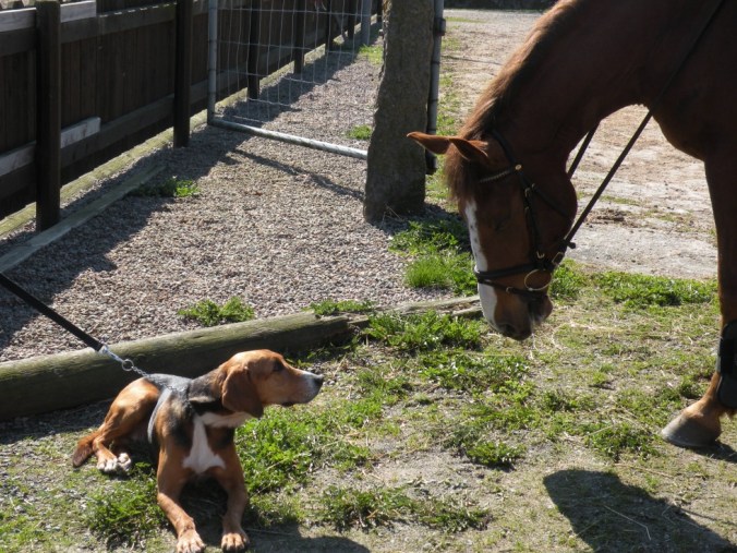 Ska vi ta en promenad?