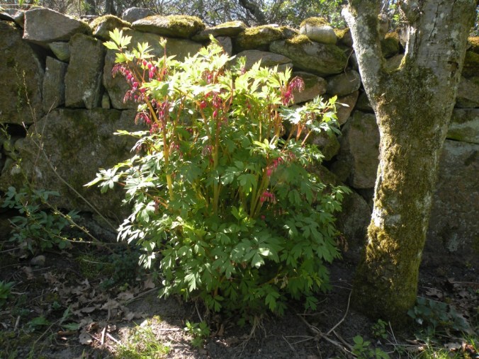 Löjtnantens hjärta är stort och vackert.