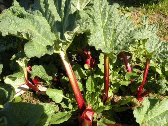 Samma planta en vecka senare! 