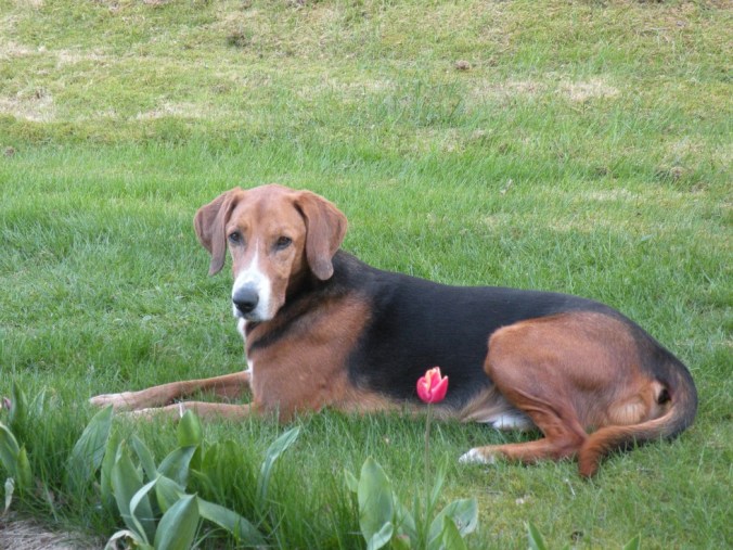 Också Ozzy håller ett vakande öga med en tulpan som sällskap