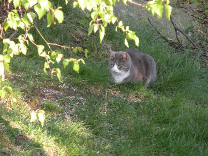 Lukas ser till så att grillningen blir skött på ett korrekt sätt