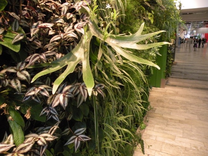 Ett Älghorn mitt i växtväggen