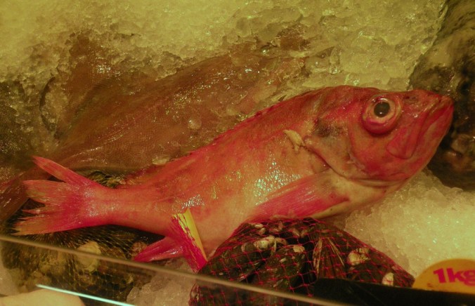 Kungsfisk. Också kallad Uer