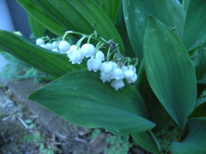 Lily of the valley. Söt blomma, ljuvlig doft!