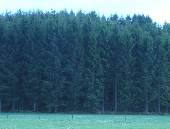 Granskog! Inget slår den naturupplevelsen 