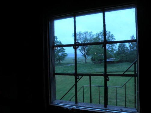 Terroir. Korna betar utanför Magasinet på Wapnö gård