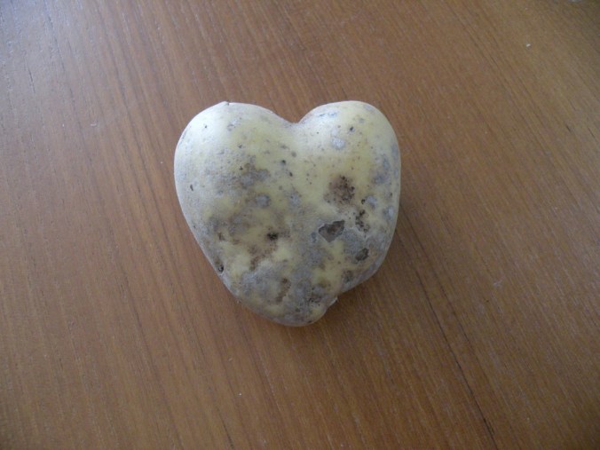 Hjärtpotatis