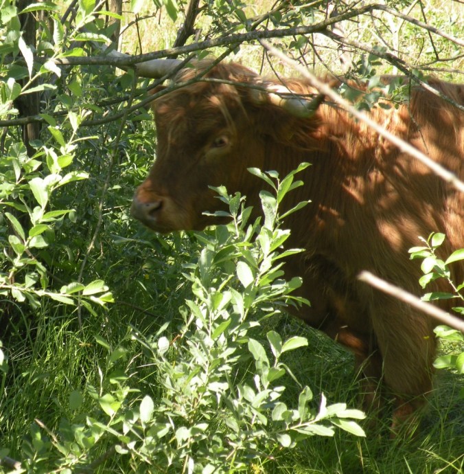 Söt och snäll ser den ut