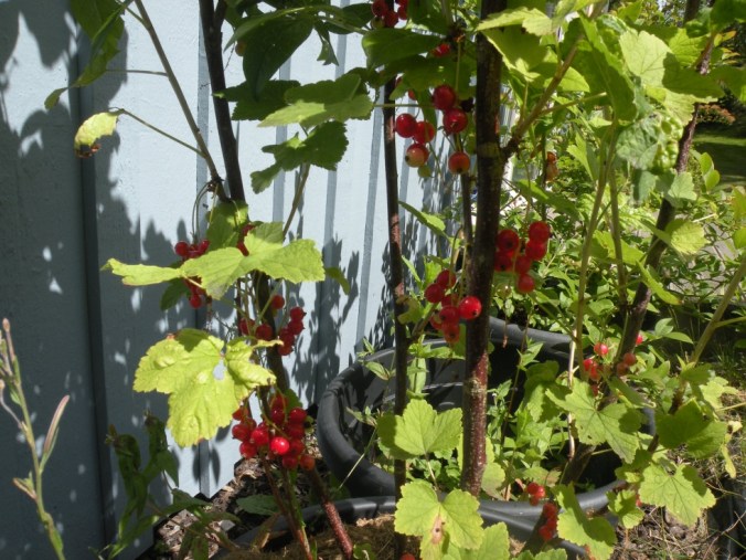 Solmogna vinbär. Mums!