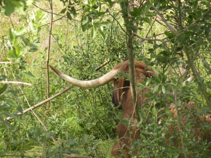 Wow! Här snackar vi horn!