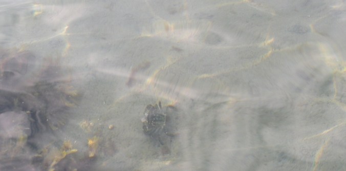 Krabba på havsbotten