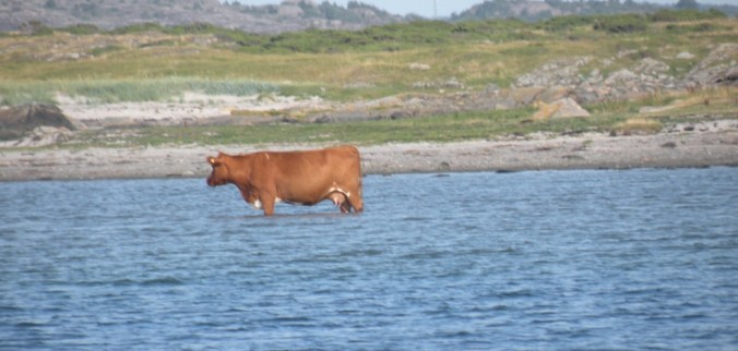 Svalka för en koool person!
