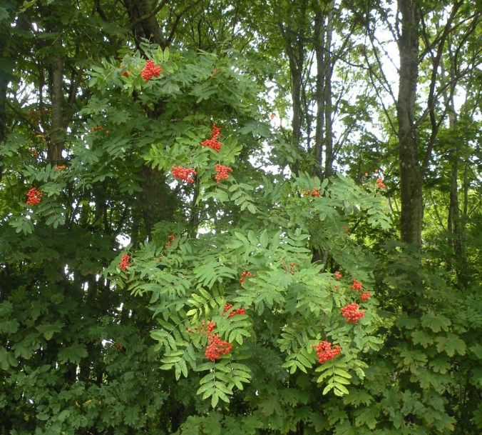 Rönnbär - hösten är på ingång