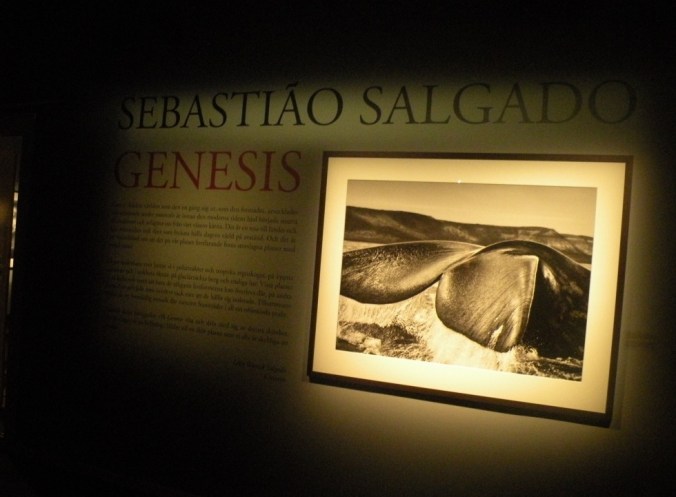 Genesis. Utställning av Sebastiao Delgado.