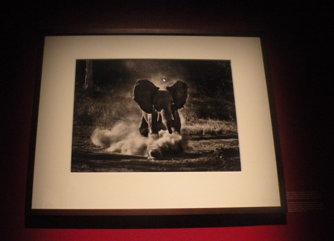 Charmerande elefantunge i full fart!