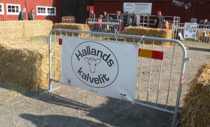 Ursäkta min okunnighet men inte visste jag att det finns en Halländsk kalvelit! 