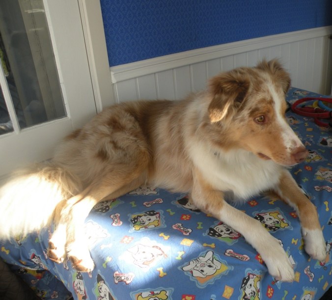 Duktig och vacker hund