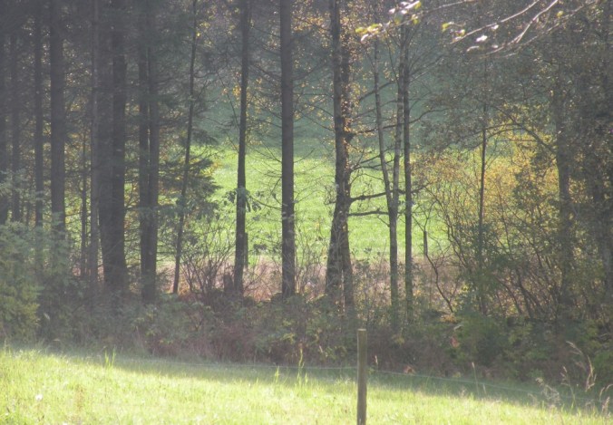 Sol och skugga. Det är livet.