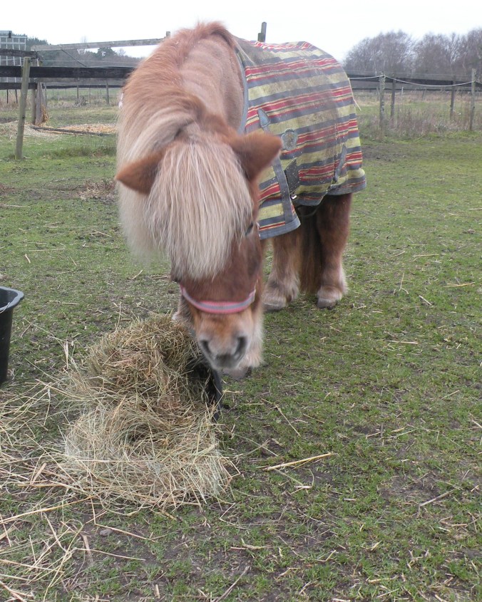 Charmören Pedro mumsar på sin lunch