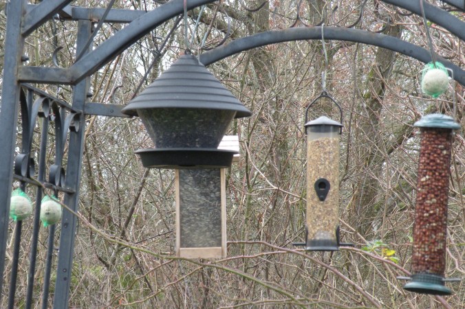 Påfyllt med frö, nötter och talgbollari Restaurang Bågen