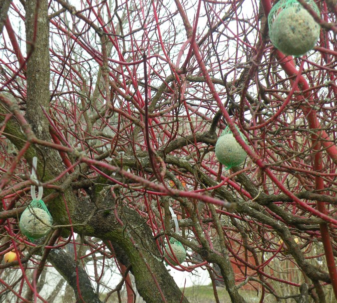 Små talgbollar och äpplen blir prydnader i min korallkornell