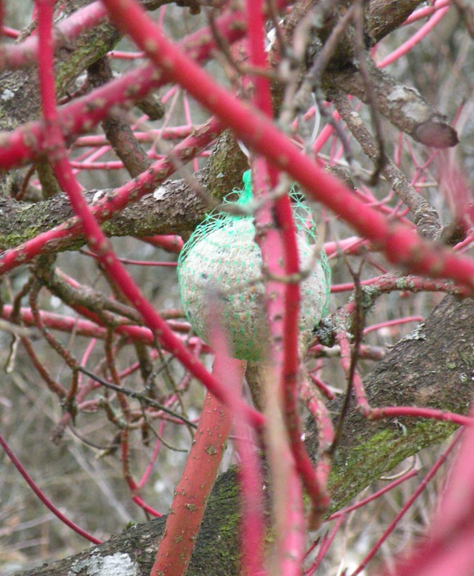 Prydnad och mat i korallkornellen