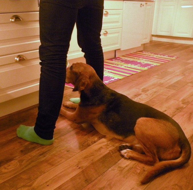 Ozzy hjälper Henke att steka köttbullar. Kanske kan man teleportera ner nån smakbit på golvet