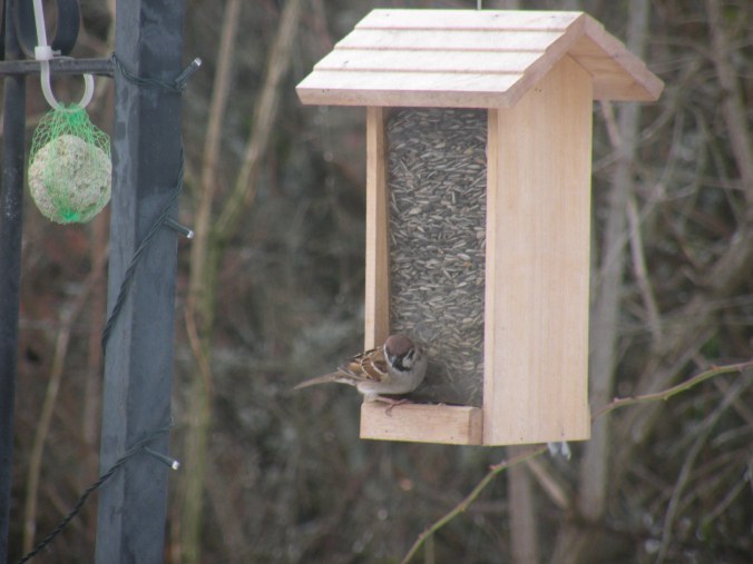 Äter som en sparv... Fast många sparvar små äter mer än så.