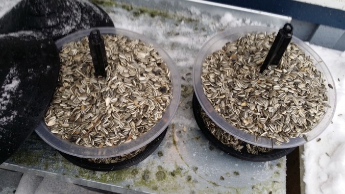 Solrosfrön till vännerna