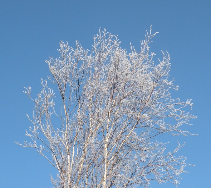 Rimfrost i björkens krona!
