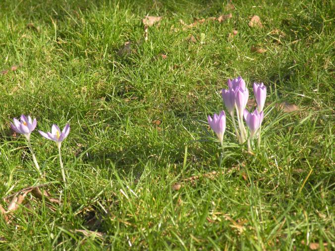 Krokus i gräset