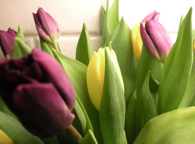 Mmmmm. Vår. Tulpaner! 