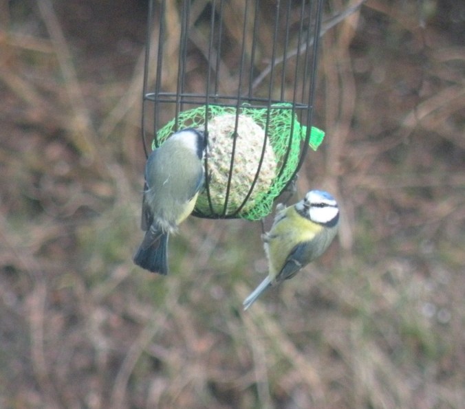 Näringsrik mat i vinterrestaurangen