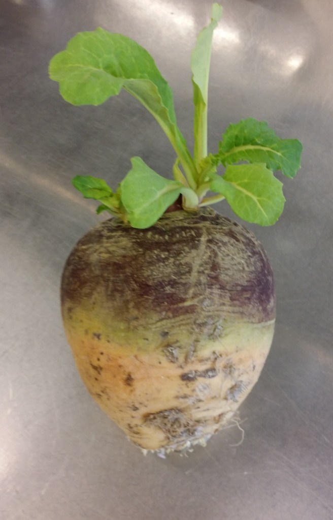 Nyskördad vacker kålrot