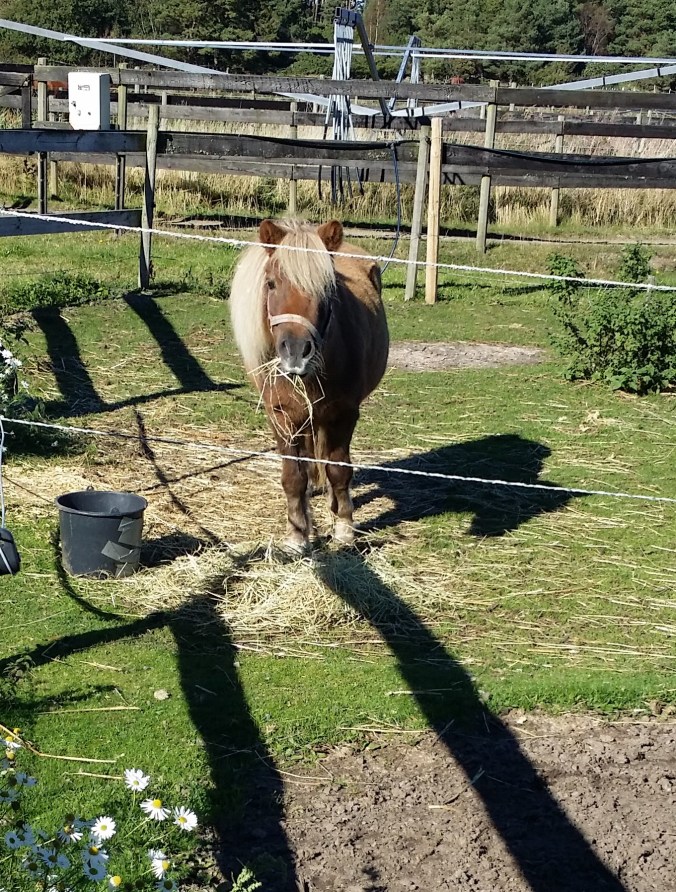 Rutinerade Pedro gillar sin lunch!