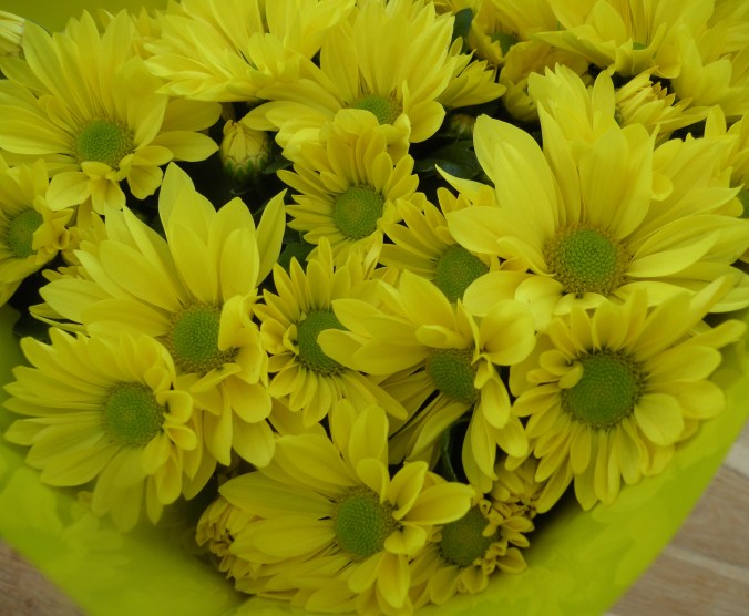 Chrysanthemum. Kryss! Sensommarkyss!