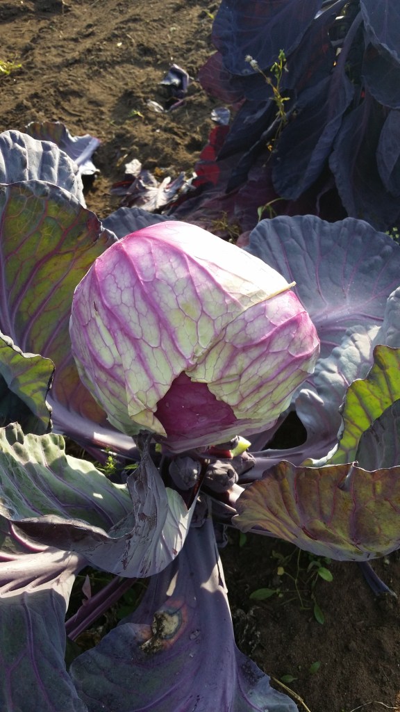 Den röda brysselkålen tog saken i egna härder och blev ett kålhuvud.