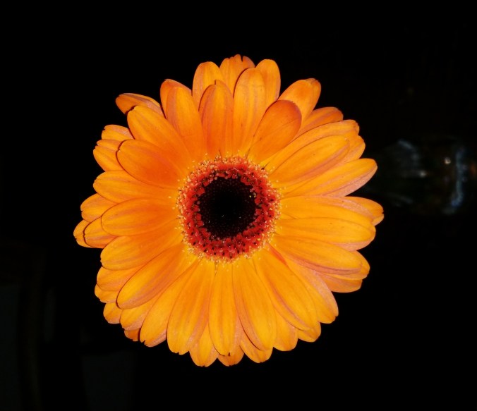 Vacker gerbera som lyser upp i höstmörkret!