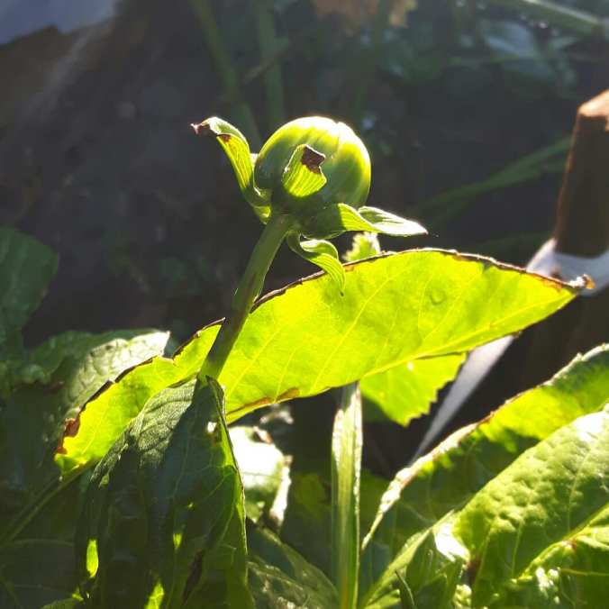 IMG_20181007_105131_420