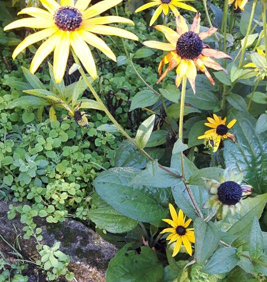 IMG_20181007_105131_421