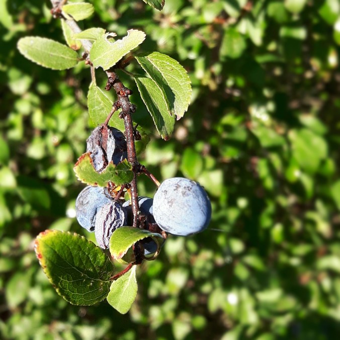 IMG_20181007_122750_770