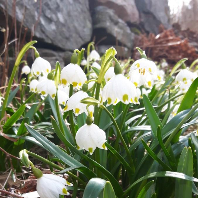 IMG_20180407_150244_945