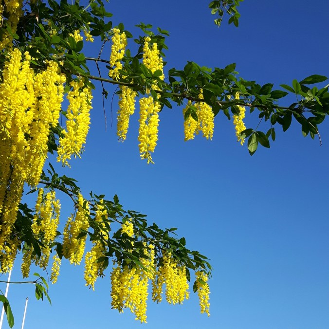 IMG_20180523_172542_031